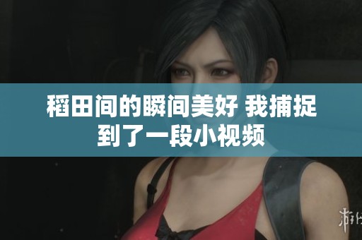 稻田间的瞬间美好 我捕捉到了一段小视频