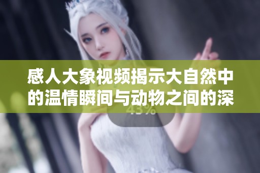 感人大象视频揭示大自然中的温情瞬间与动物之间的深厚情感